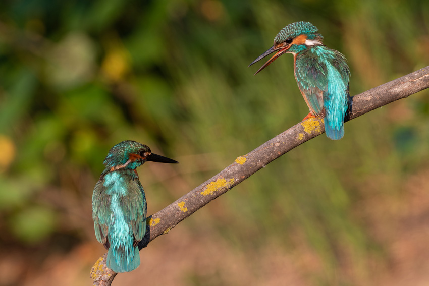 Fotograf: Henning Bossen Titel: Kingfisher pair